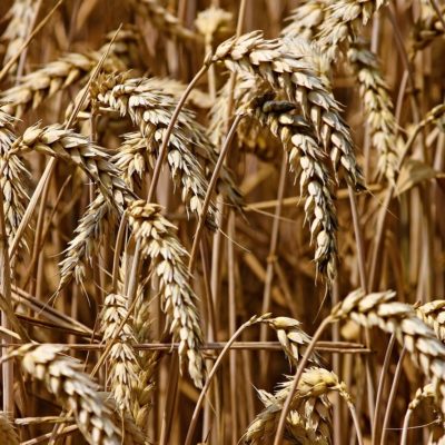 wheat based flour cooking